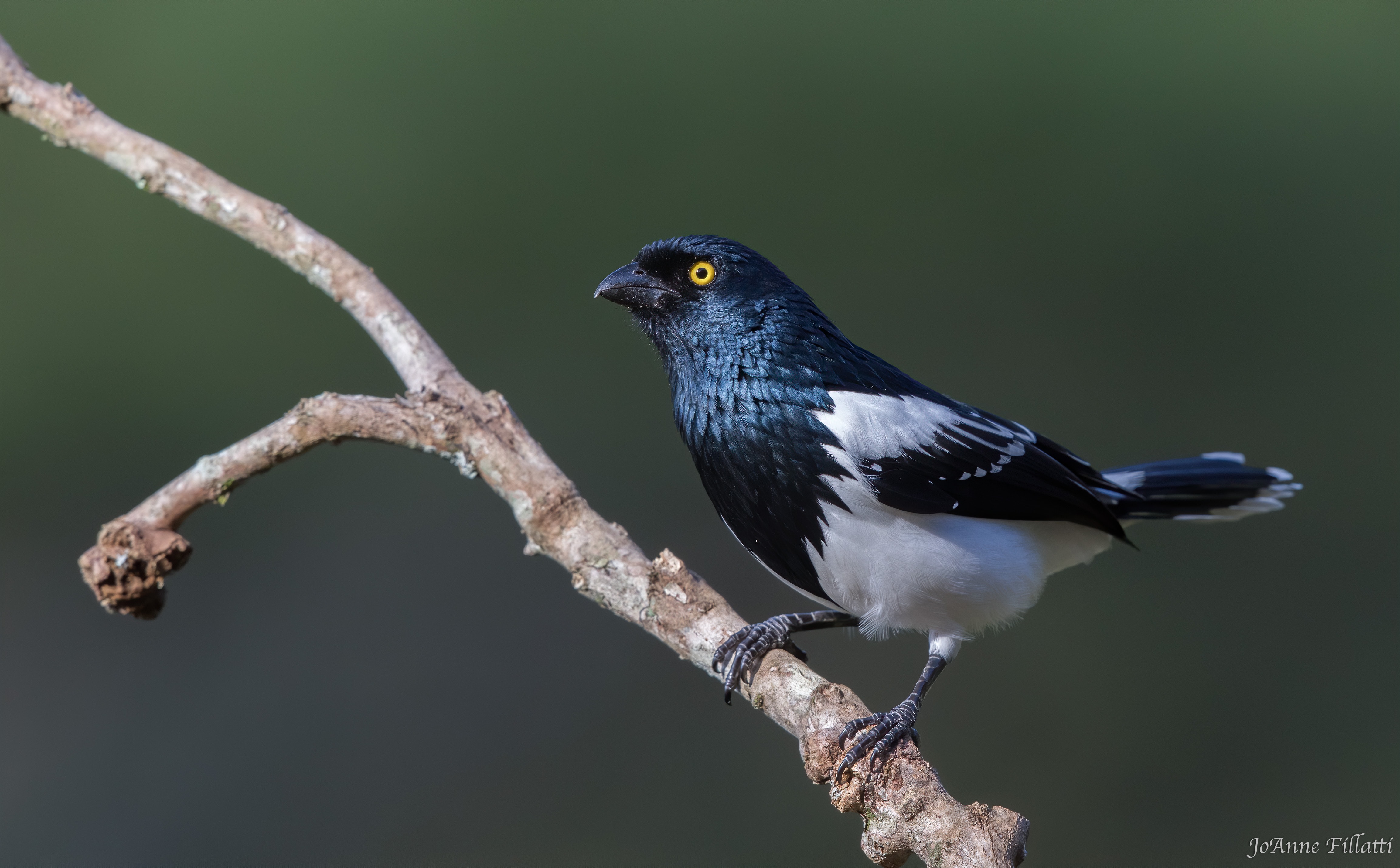 bird of brazil image 5